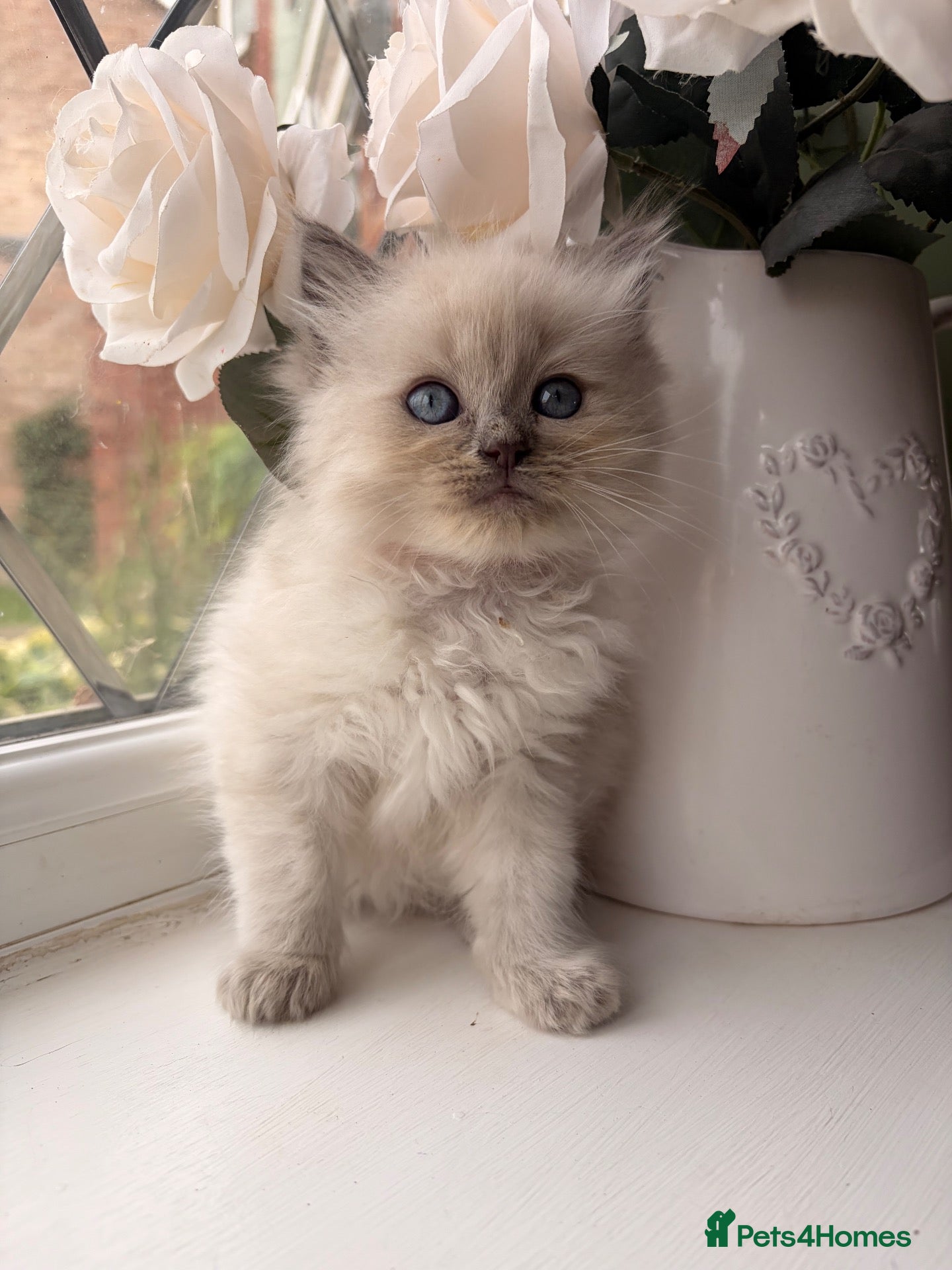 Ragdoll cats Beautiful litter of Ragdoll kittens - Advert 9