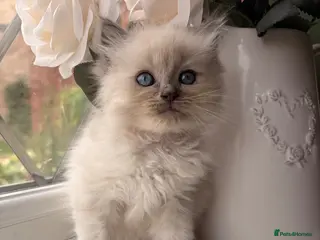 Ragdoll cats Beautiful litter of Ragdoll kittens - Advert 9