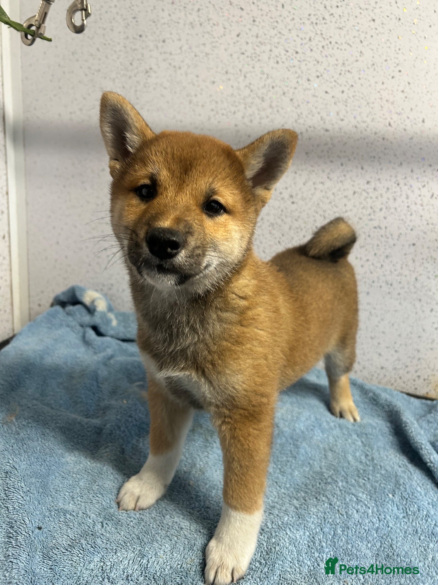 Japanese Shiba Inu dogs One stunning boy fully vaccinated  - Advert 2