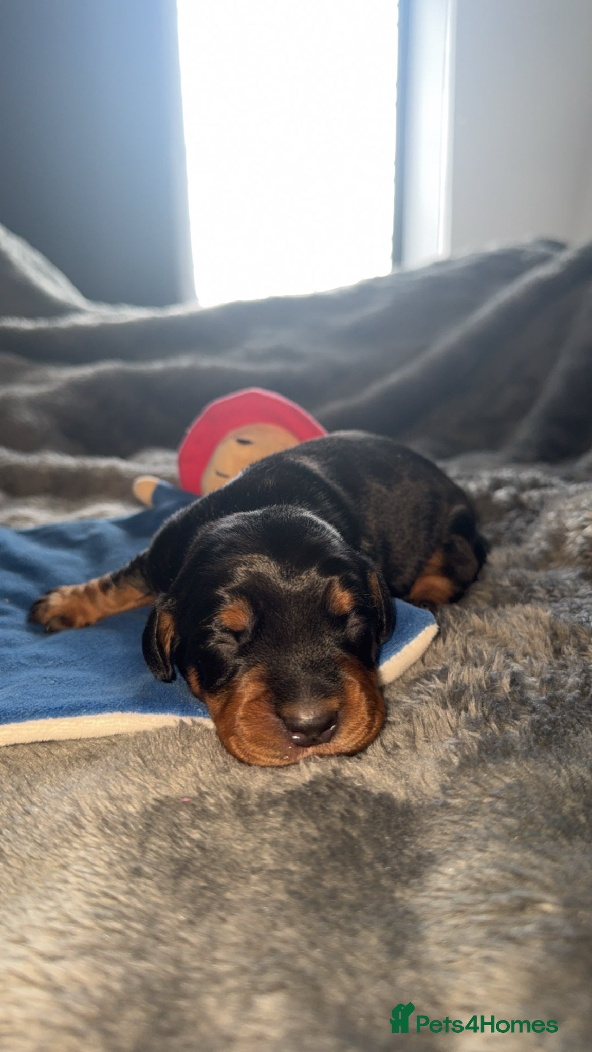 Mixed Breed dogs Dachshund x Cocker Spaniel (Cockerhund)  - Advert 15