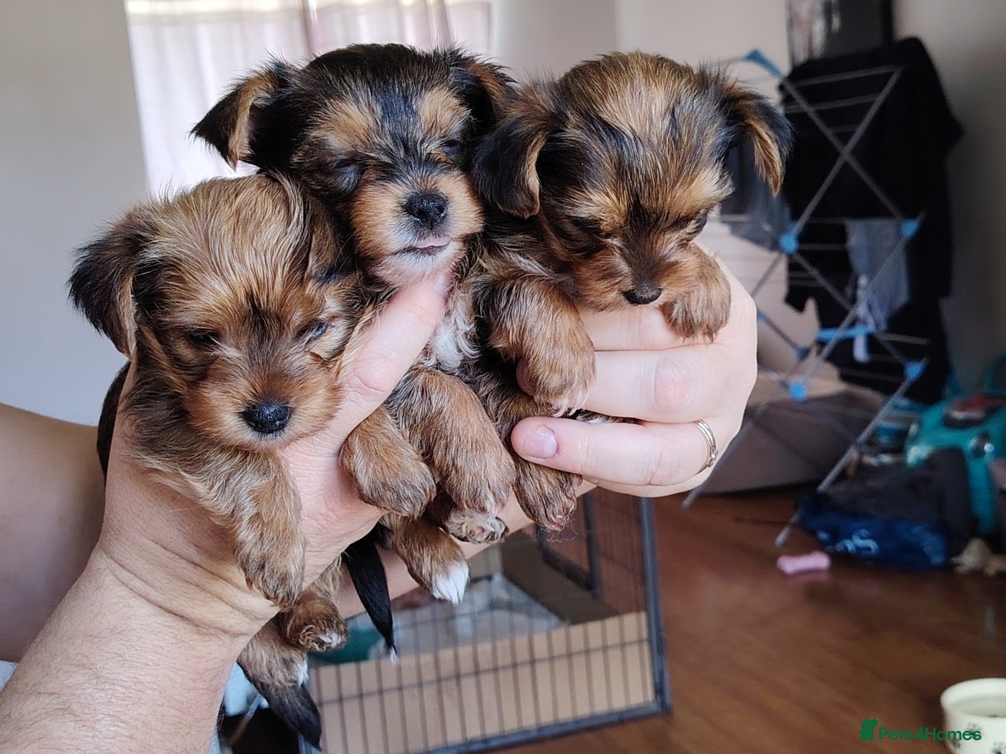 Yorkshire Terrier dogs Yorkshire Terrier (Biewer) Puppies - Advert 4