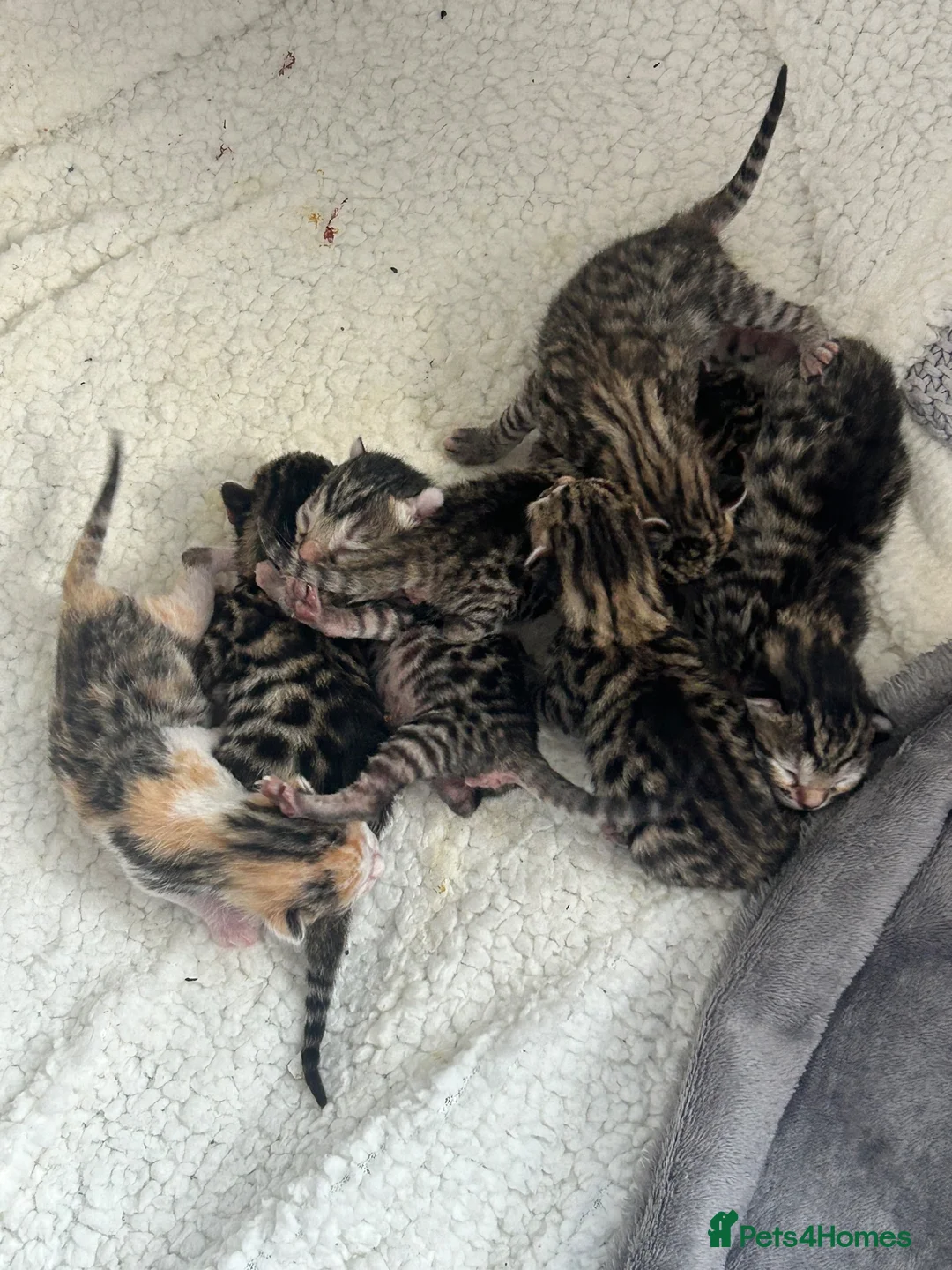 Bengal cats for sale: Bengal kittens  - Advert 2