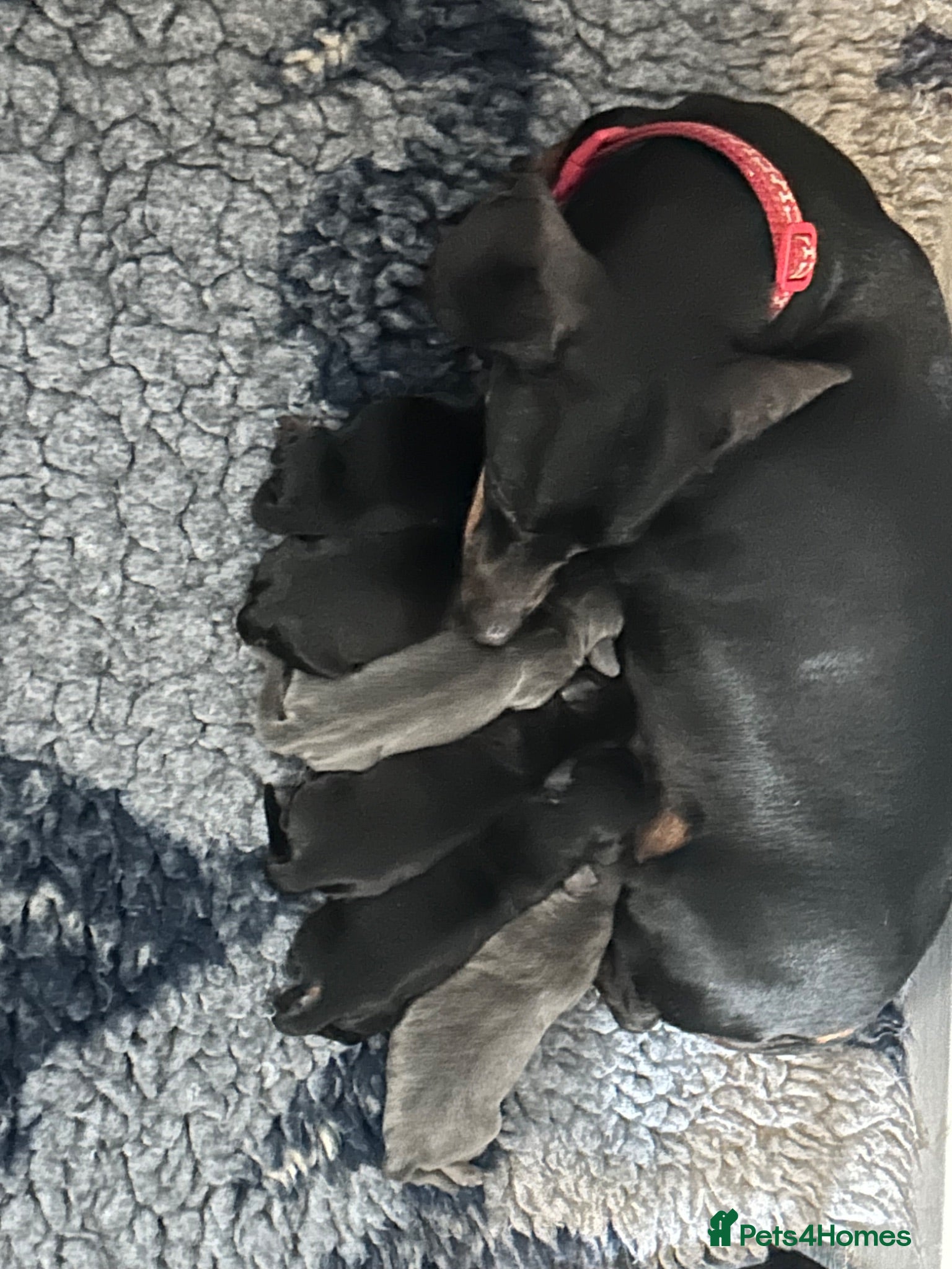 Dachshund dogs Dashound  - Advert 8