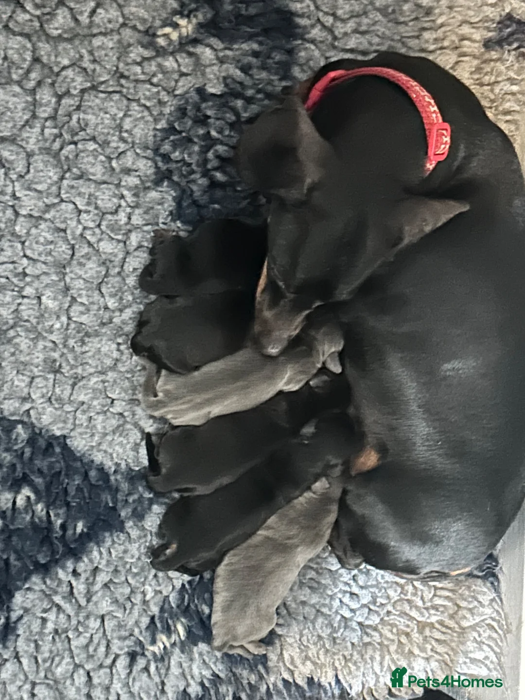 Dachshund dogs for sale: Dashound  in Bridlington - Advert 1