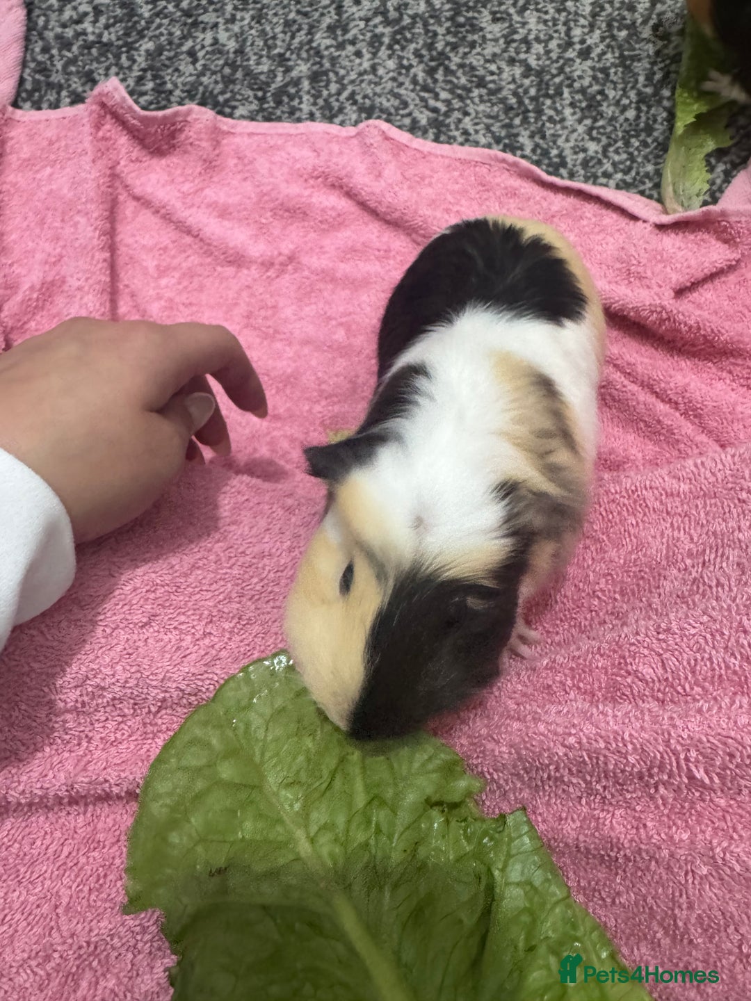 Guinea Pig rodents for sale: Four guinea pigs + full cage set up.  - Image 6