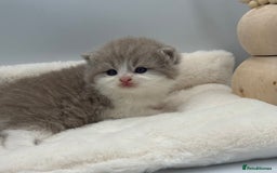 British Shorthair cats for sale: PEDIGREE REGISTERED CHUNKY BRITISH SHORTHAIRS  - Image 7