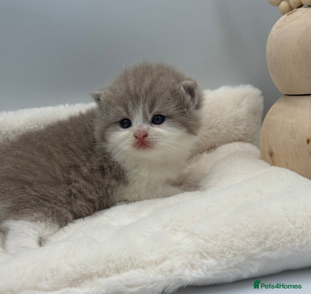 British Shorthair cats for sale: PEDIGREE REGISTERED CHUNKY BRITISH SHORTHAIRS  - Image 7
