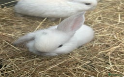 Mini Lop rabbits for sale: mini lops  - Image 7