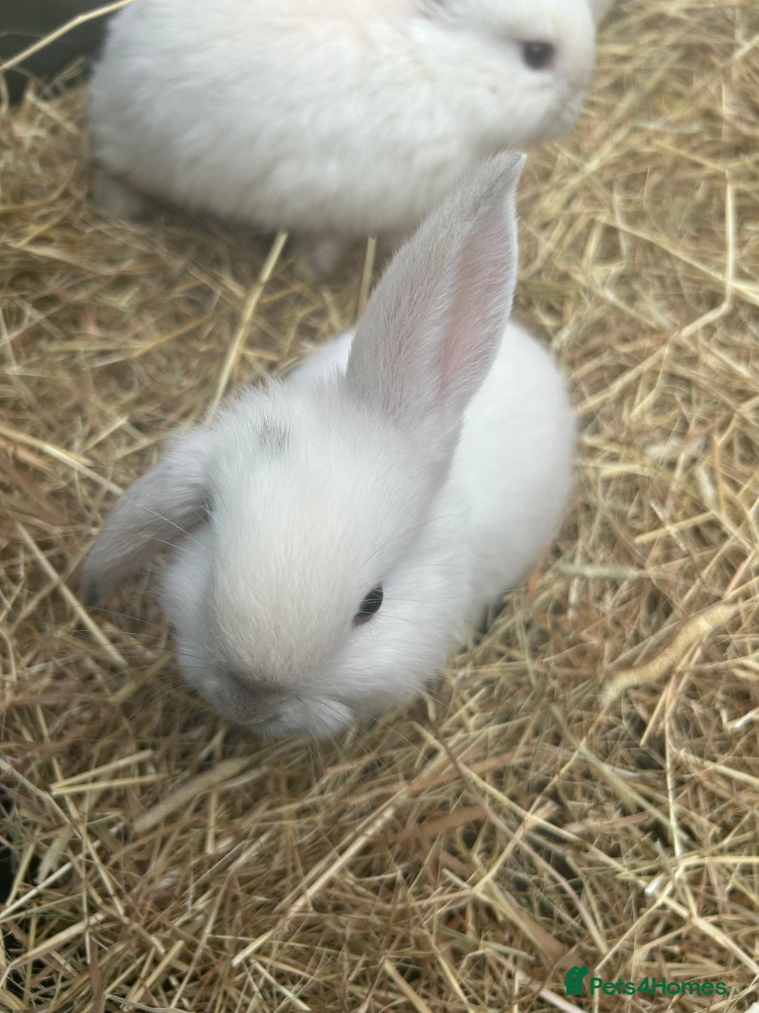 Mini Lop rabbits for sale: mini lops  - Image 7