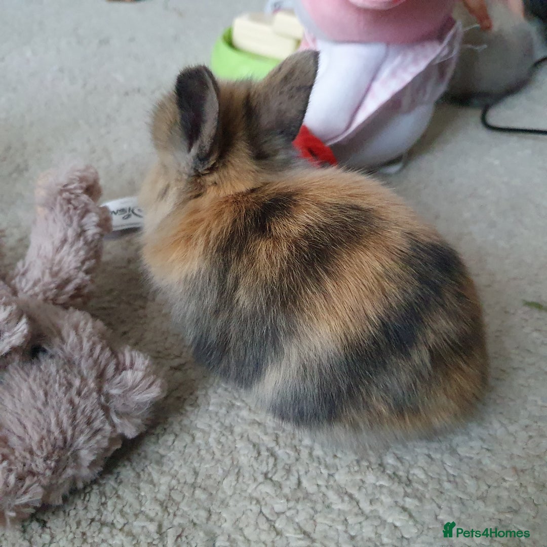 Lionhead rabbits for sale: Baby bunny's  - Advert 10