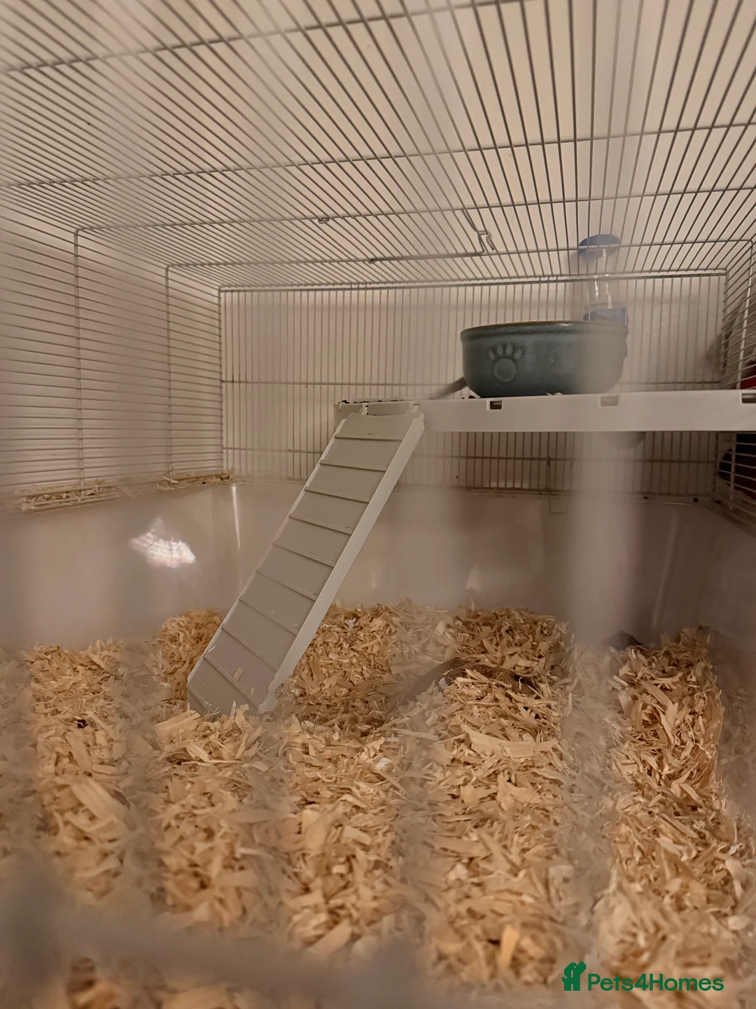 Gerbil rodents for sale: Gerbils  - Advert 2