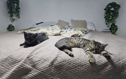 Persian cats for sale: Tabby female with full set up ready to go. - Image 2