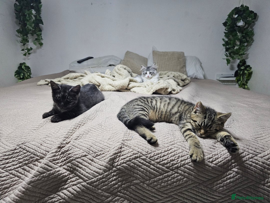 Persian cats for sale: Tabby female with full set up ready to go. - Image 2