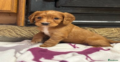 Cocker Spaniel dogs - Advert 12