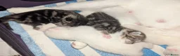 Mixed Breed cats for sale: 4 Beautiful kittens looking forever homes - Advert 22