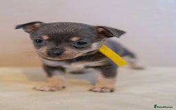 Chihuahua dogs for sale: Chihuahua puppies for sale - Image 2