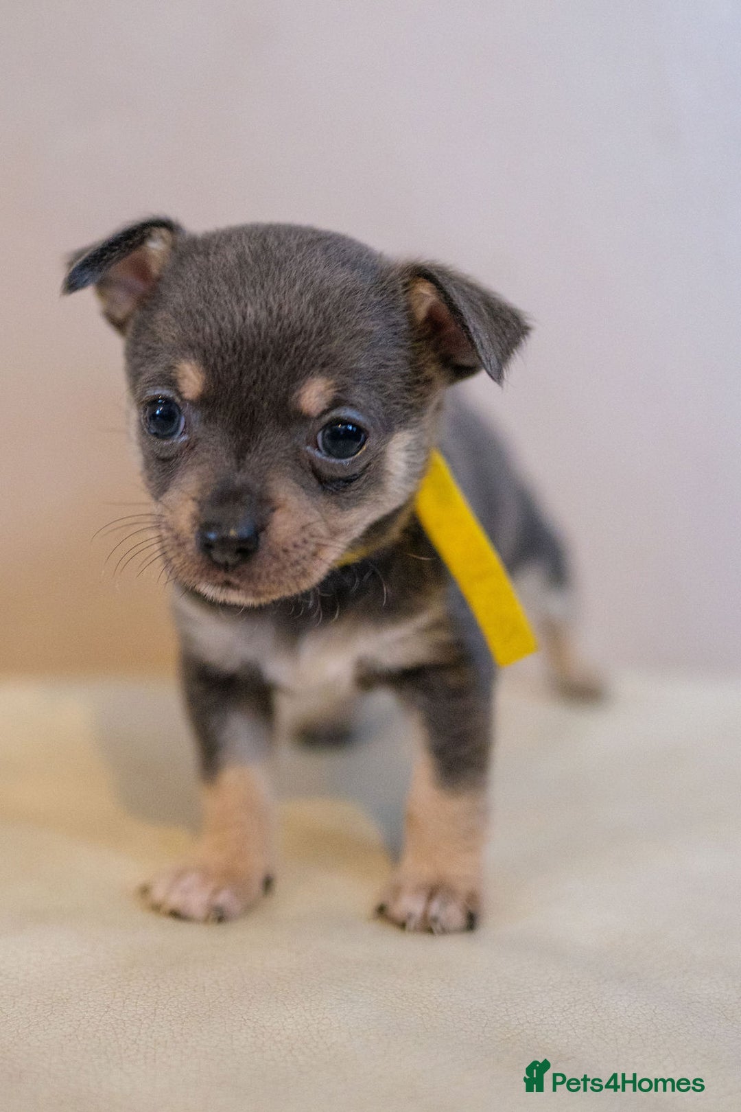 Chihuahua dogs for sale: Chihuahua puppies for sale - Image 2