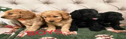 Cockapoo dogs for sale: F1 Cockapoos hereditary clear - Advert 4