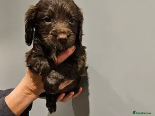 Sprocker dogs Working Sprocker pups - Advert 4