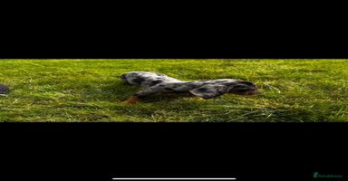 Dachshund dogs - Advert 2