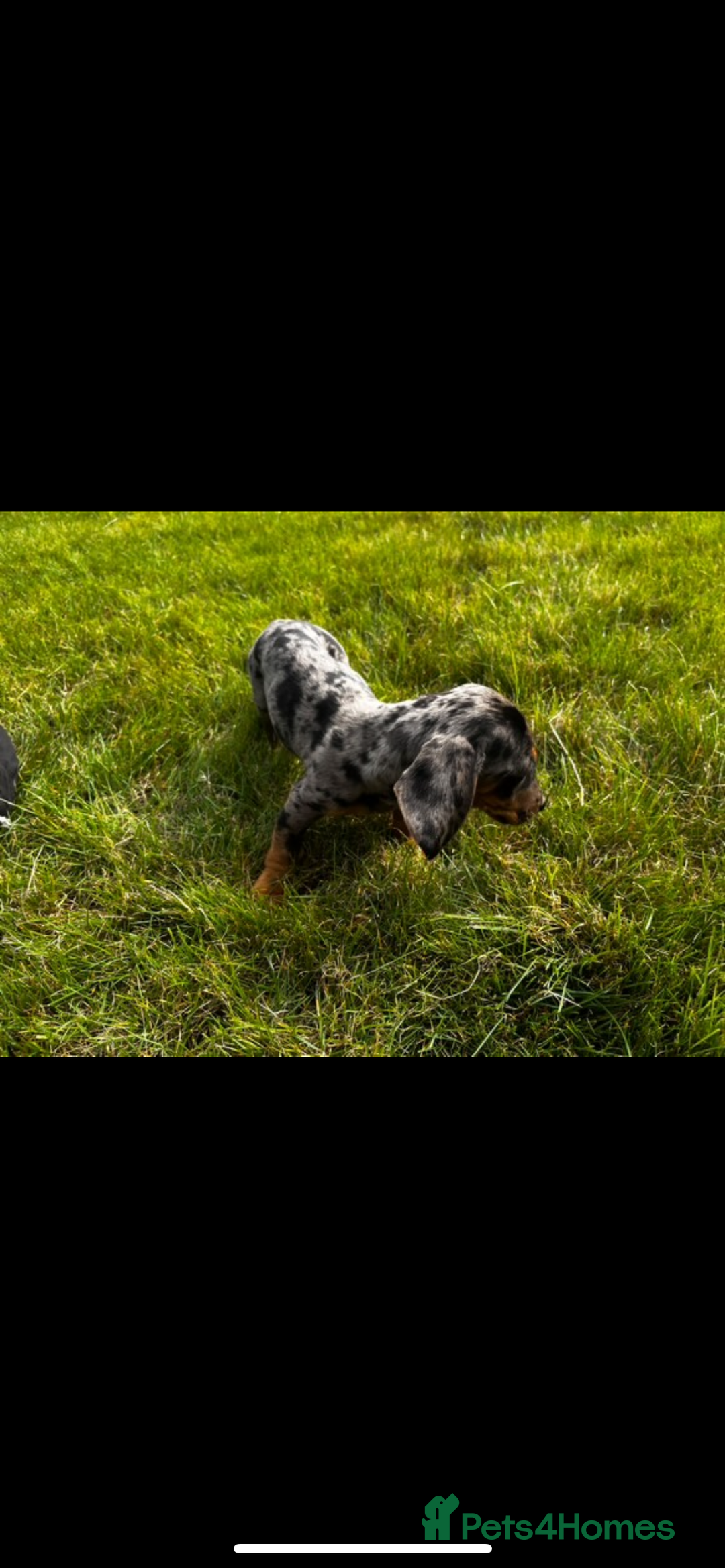 Dachshund dogs for sale: Dashound pups - Image 3