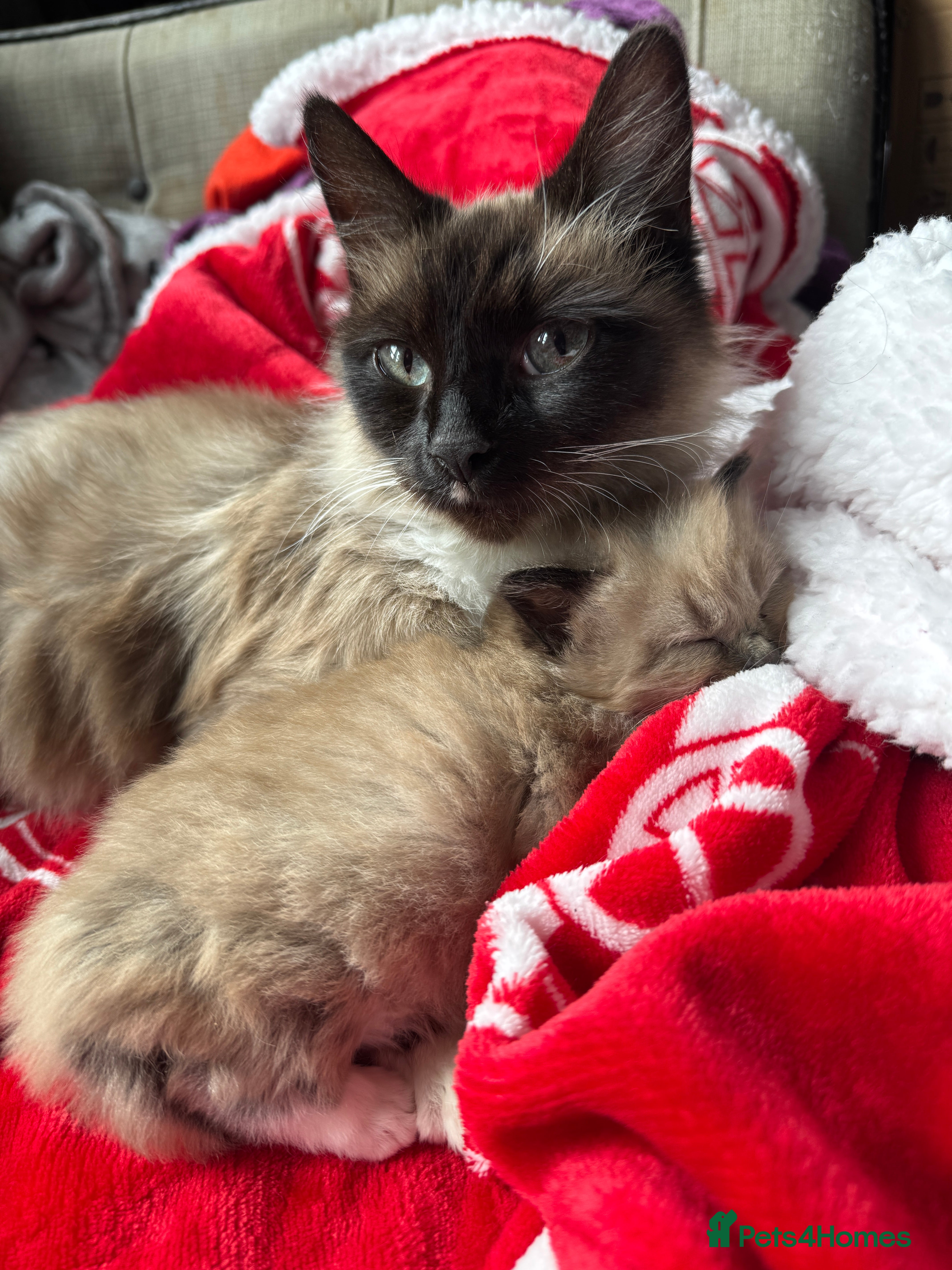 Mixed Breed cats Female kitten  - Advert 1