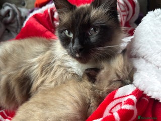 Mixed Breed cats Female kitten - Advert 1