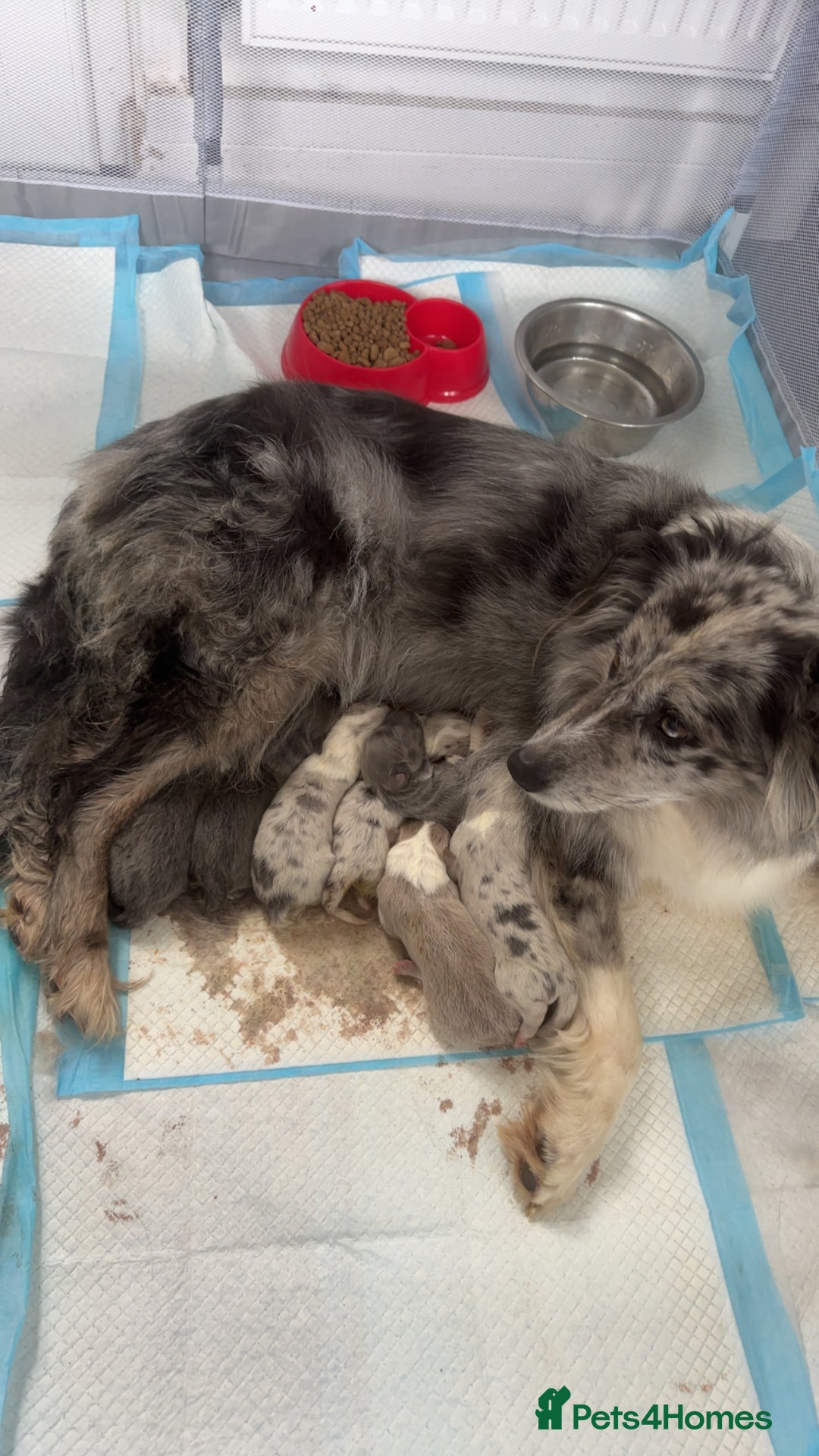 Border Collie dogs for sale: Blue border collies - Image 5