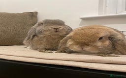 Mini Lop rabbits for sale: Male and female Bonded Mini Lops❤️ - Image 1