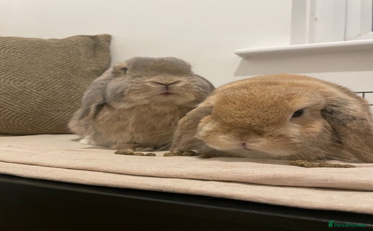 Mini Lop rabbits - Advert 4