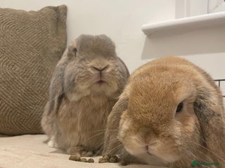 Mini Lop rabbits - Advert 12