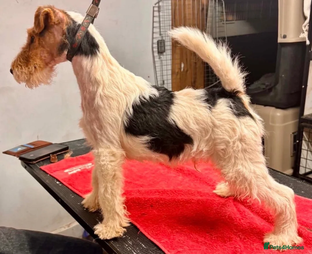 Fox Terrier dogs for sale: Wire fox terrier male  - Advert 2