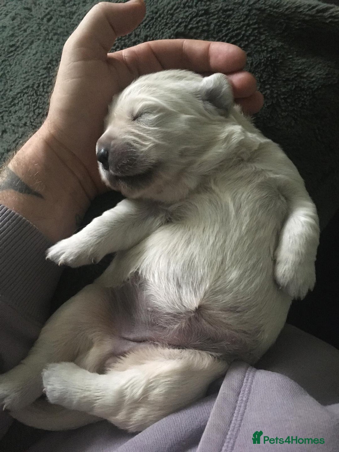 Golden Retriever dogs for sale: KC registered Golden retriever boy puppy - Advert 12