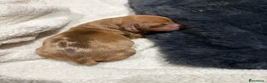 Miniature Dachshund 3