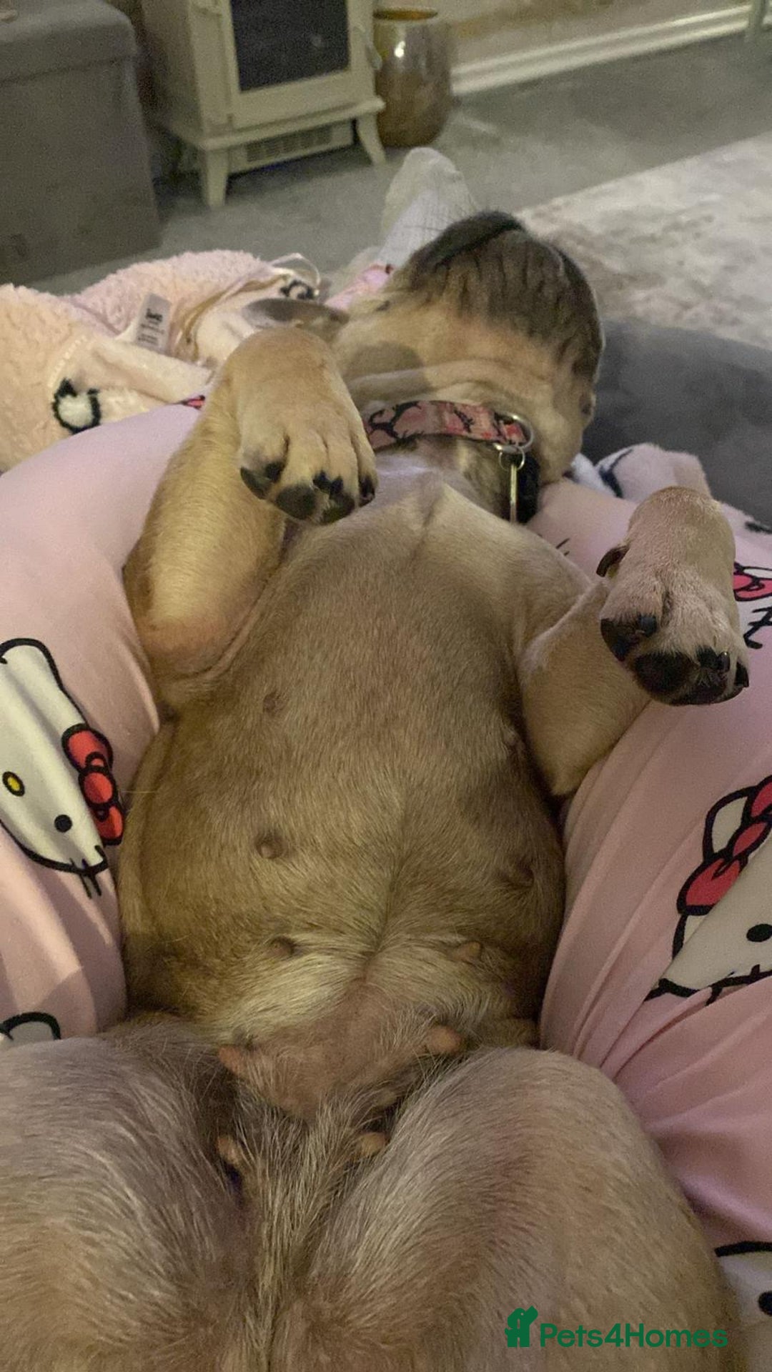 French Bulldog dogs for sale: Special home for Petal, French Bulldog wanted - Image 7