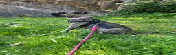 Mixed Breed dogs for sale: 3 chunky staffy crosses  - Advert 1
