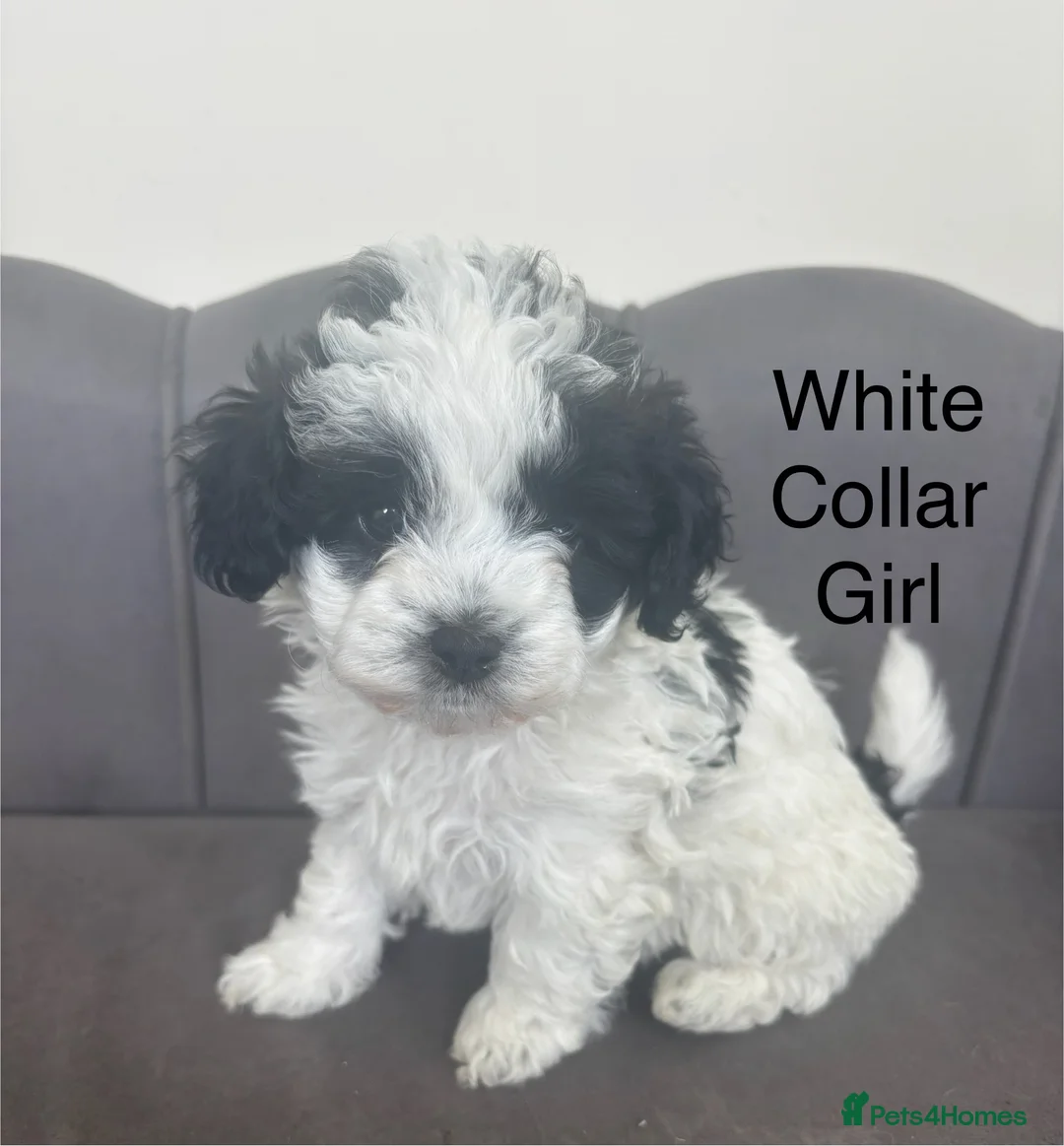 Maltipoo dogs for sale: Gorgeous Maltipoo Pups - Advert 37