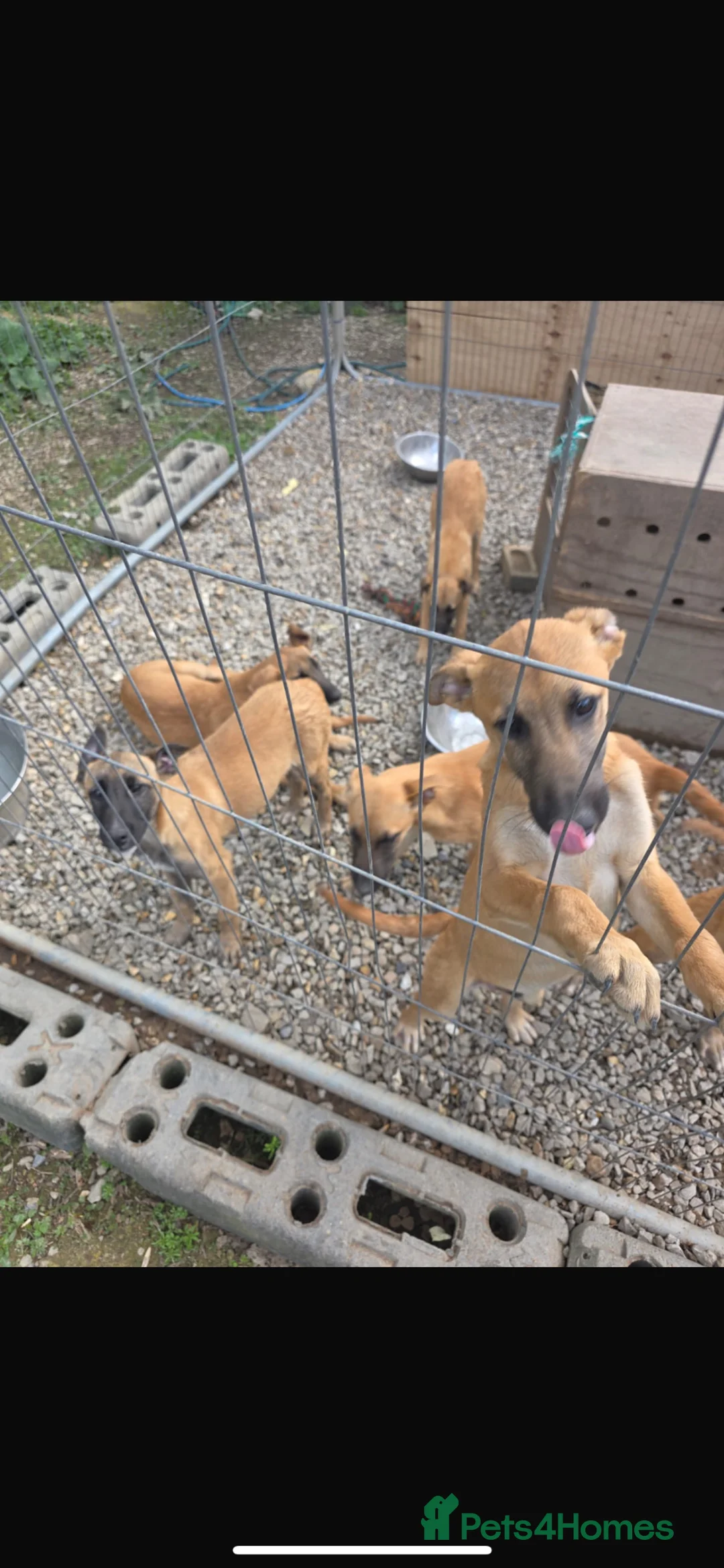 Belgian Shepherd Dog dogs for sale: Belgian malinois puppies  - Advert 1