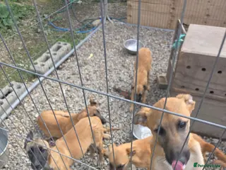 Belgian Shepherd Dog dogs Belgian malinois puppies - Advert 1