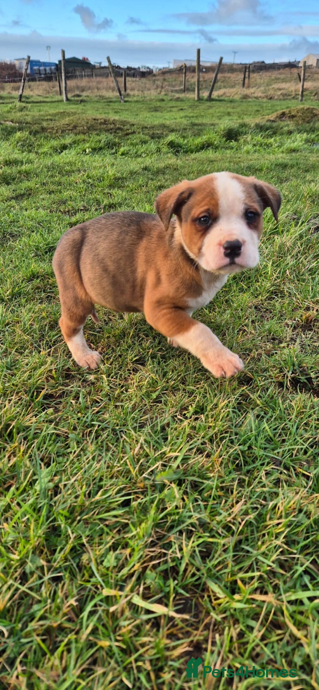 Mixed Breed dogs for sale: Mixed breed pups ready to leave - Advert 5
