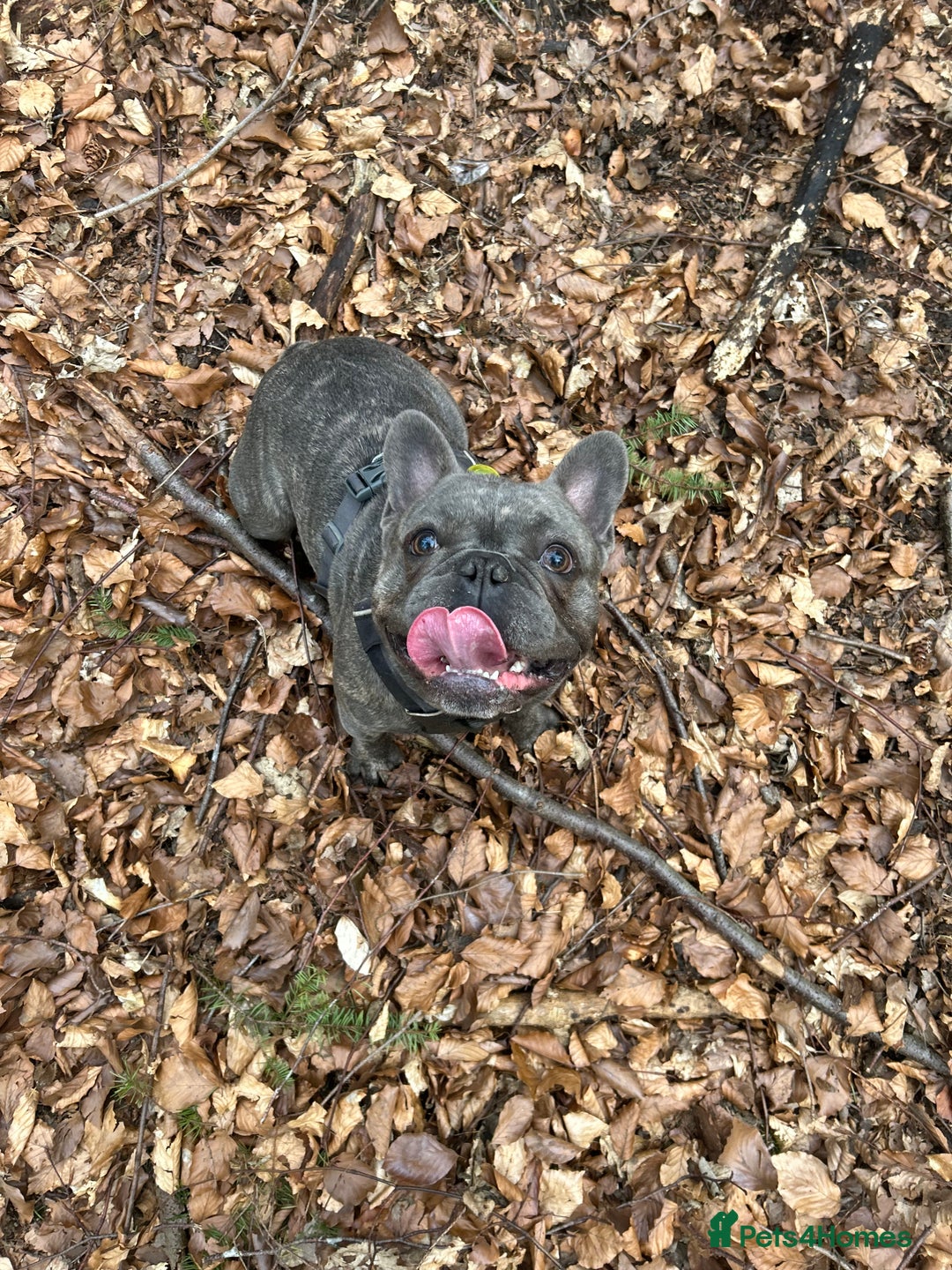 French Bulldog dogs for stud: frenchbulldog for stud   - Advert 4