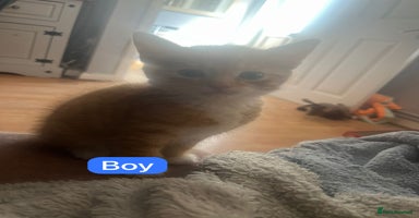 Mixed Breed cats - Advert 5