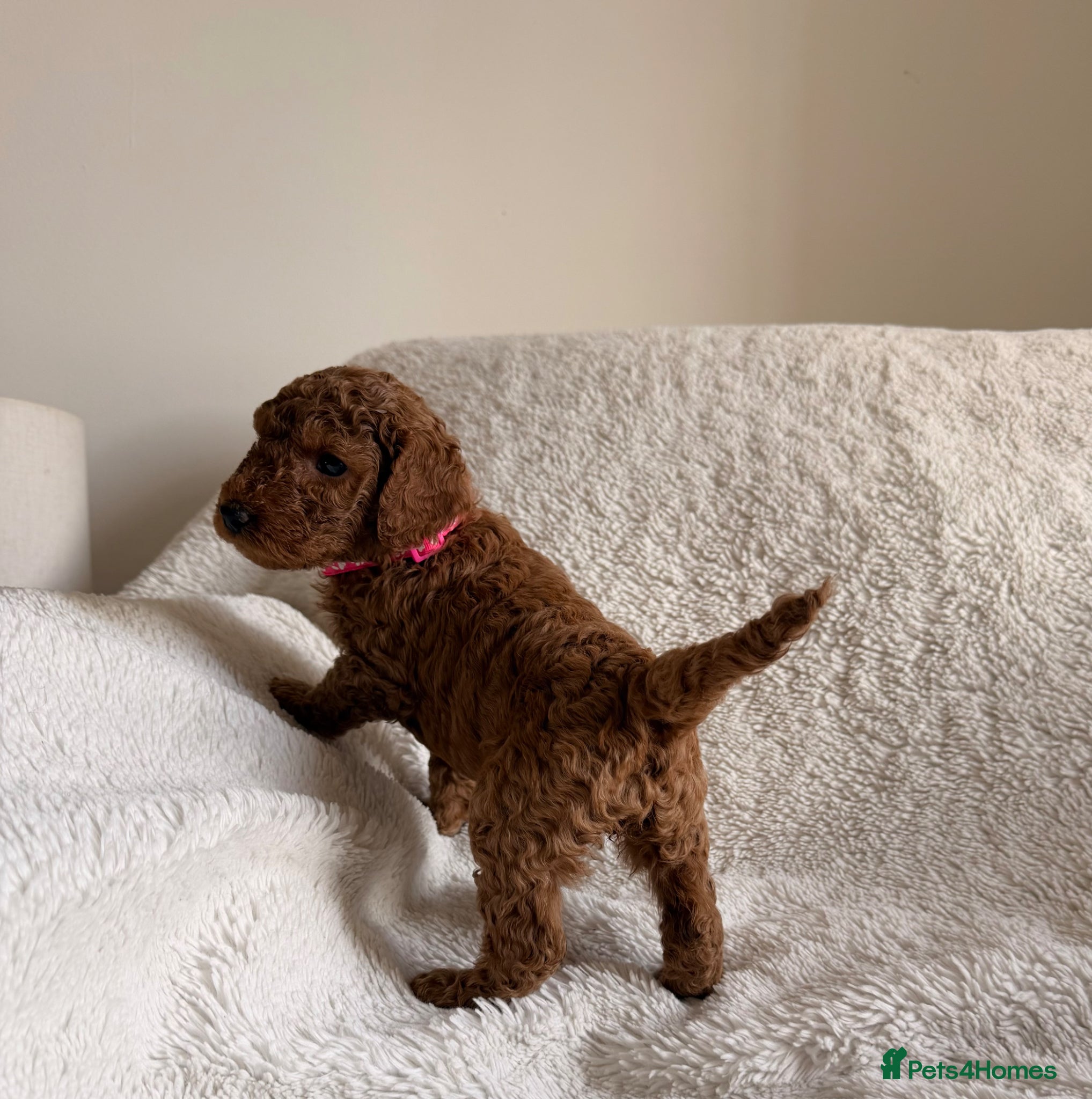 Mini Goldendoodle dogs Exceptional AUSTRALIAN DOODLES HEALTH TESTED🐾 - Advert 12