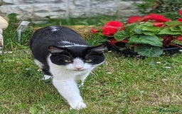 British Shorthair cats for sale: Re homing my friendly cat - Image 11