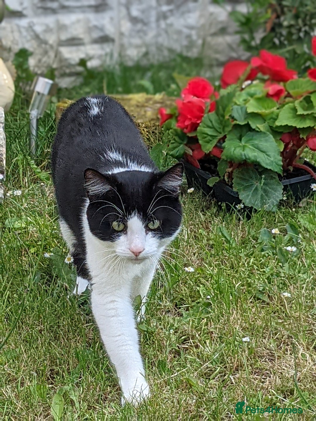 British Shorthair cats for sale: Re homing my friendly cat - Image 11