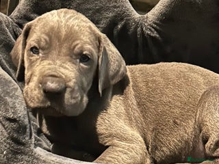 Great Dane dogs Stunning Great Dane Puppies - Advert 5