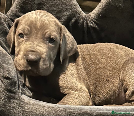 Great Dane dogs Stunning Great Dane Puppies - Advert 2