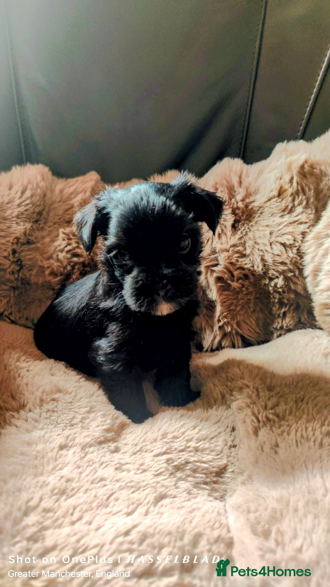 Mixed Breed dogs for sale: Yorkshire terrier X Biewer  - Advert 2