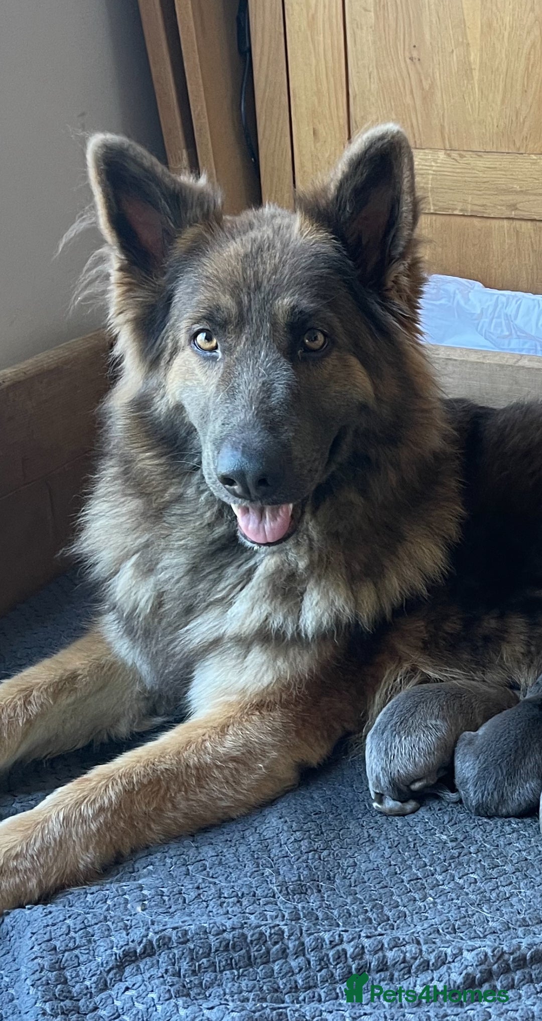German Shepherd dogs for sale: Blue/Tan Pedigree German Shepherd puppies - Image 7