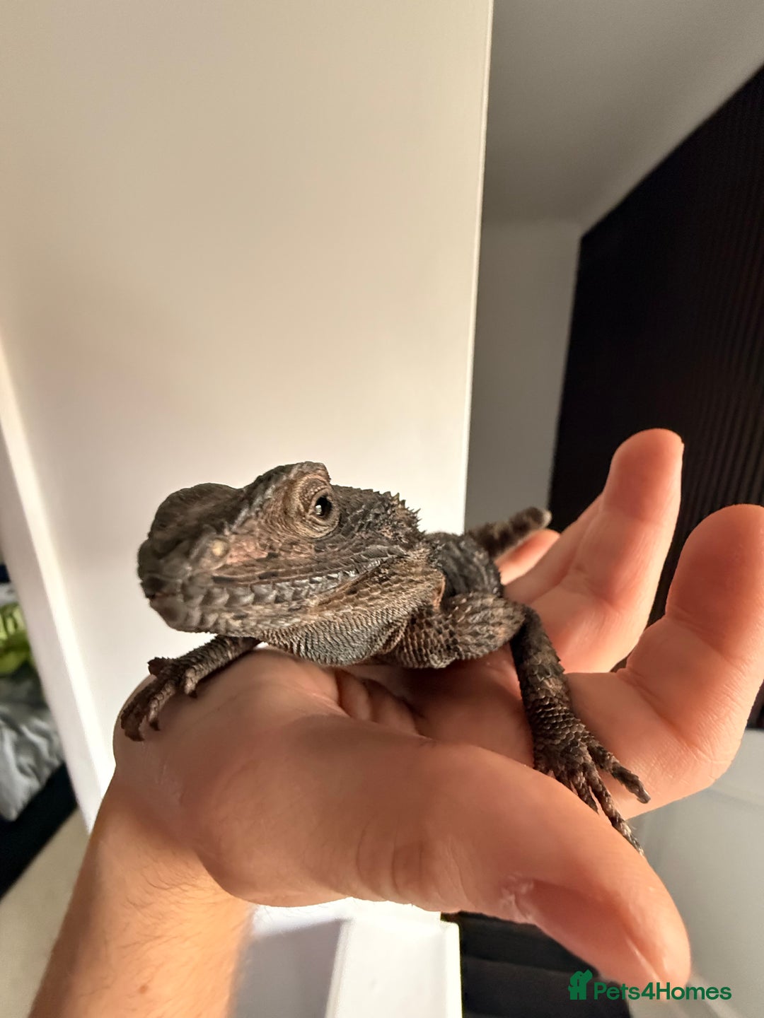 Lizard reptiles for sale: Painted agama for sale  - Advert 3